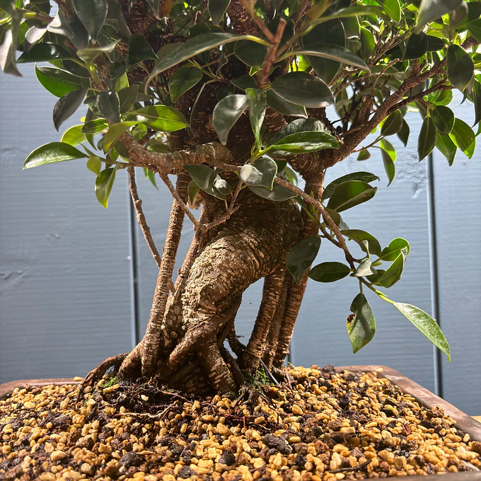 Miniature 3