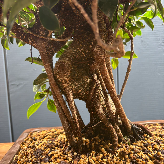 Miniature 4