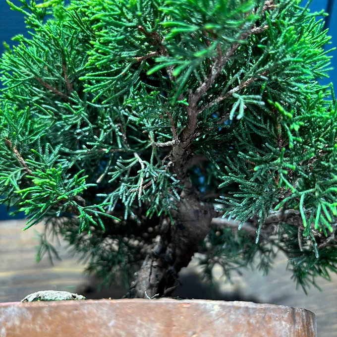 Miniature 4