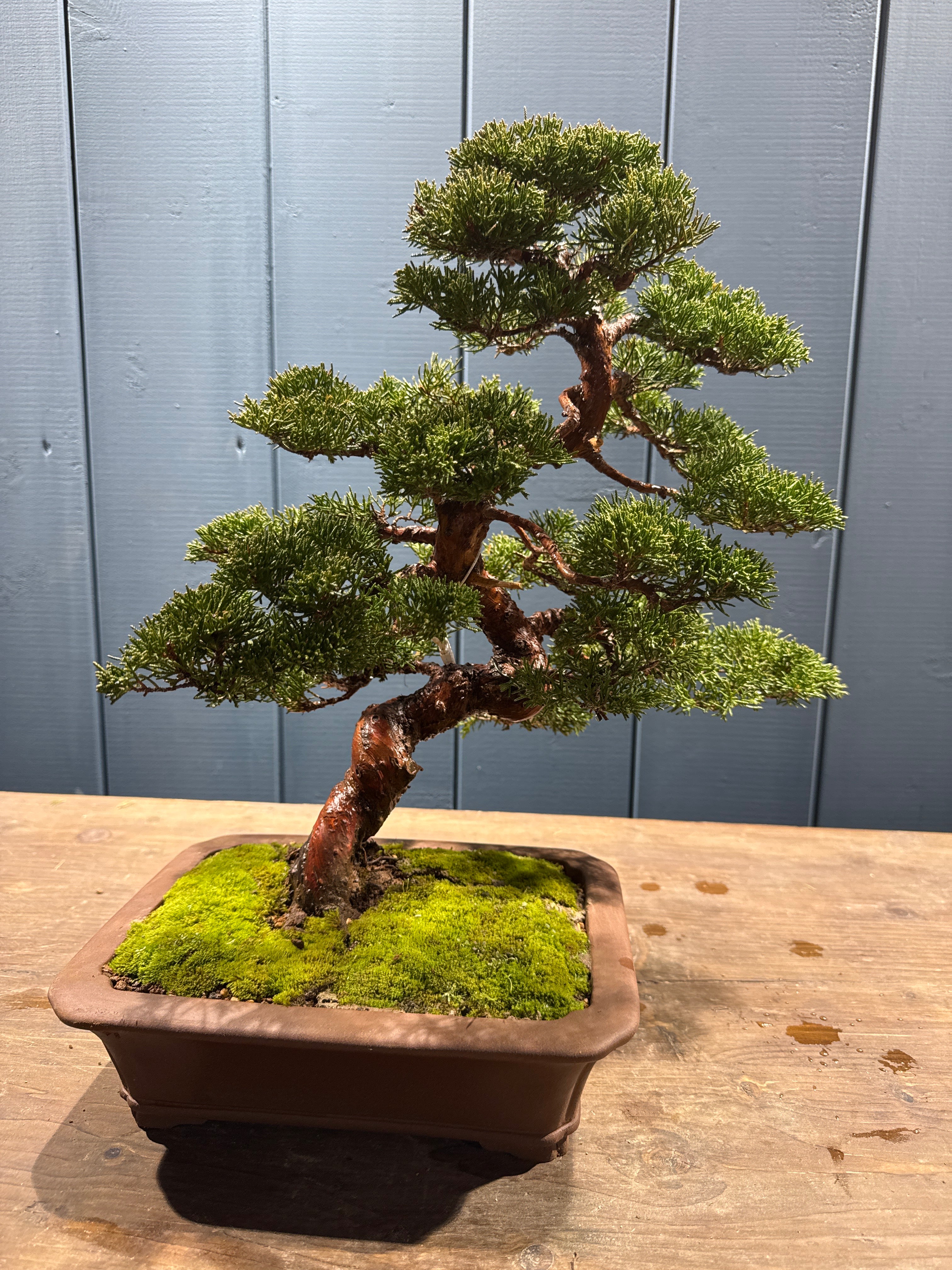 Miniature 6