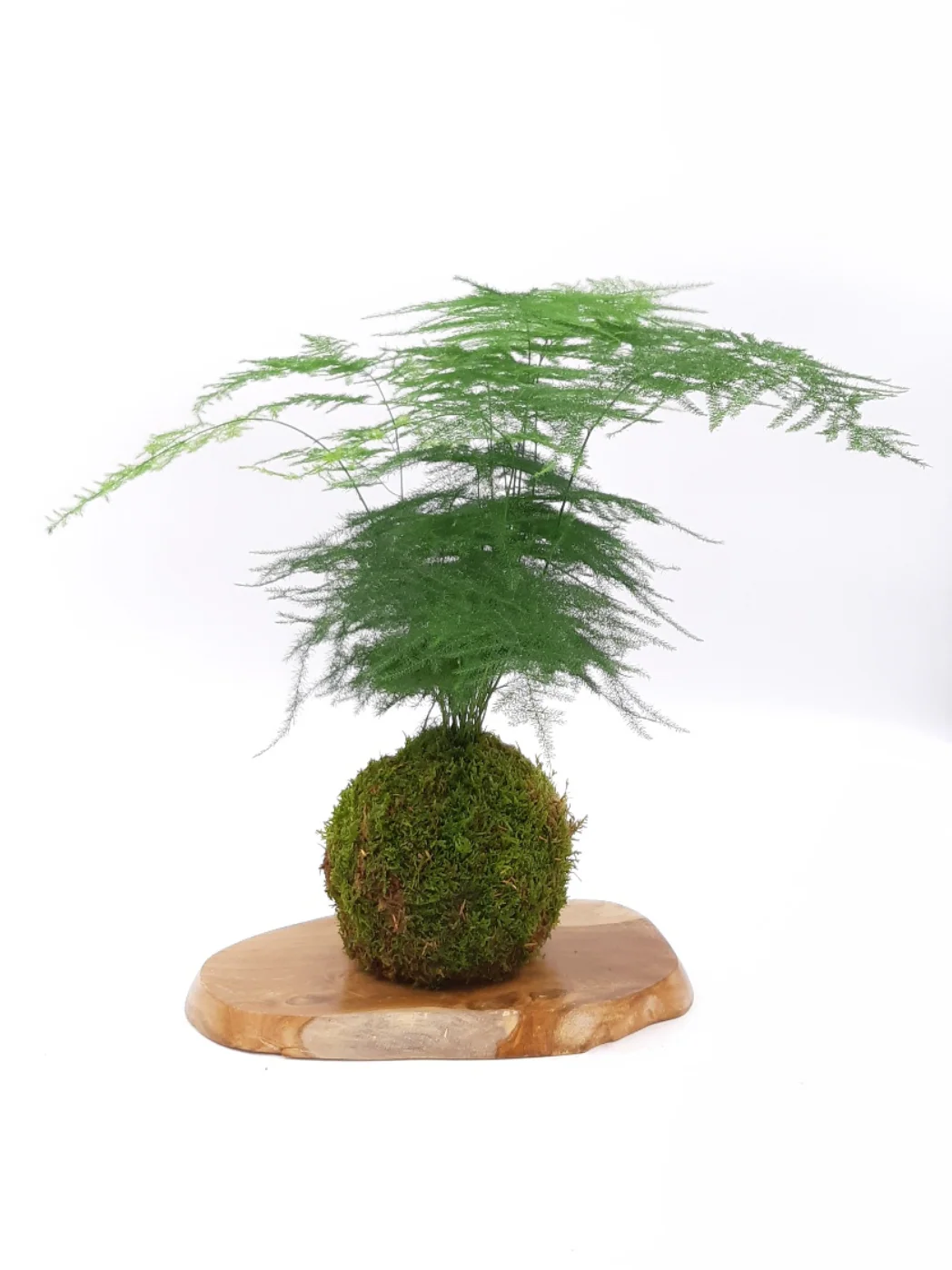 Miniature 2
